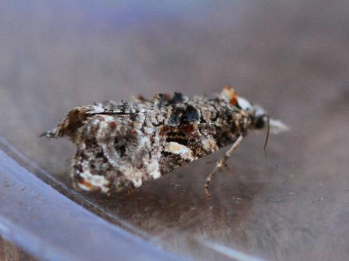 Phtheochroa rugosana
